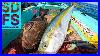Fishing The Golden Reef Baja California Yellowtail U0026 Grouper Solo Skiff Spring 2024 Yoyo Iron Sdfs
